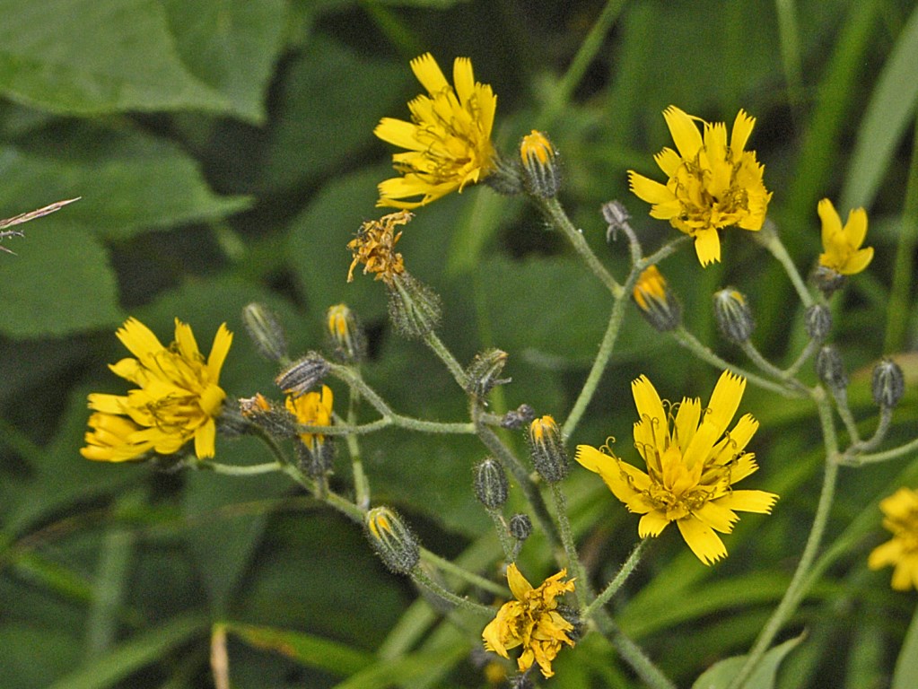 Una piccola asteracea dalle grandi foglie - Hieracium sp.